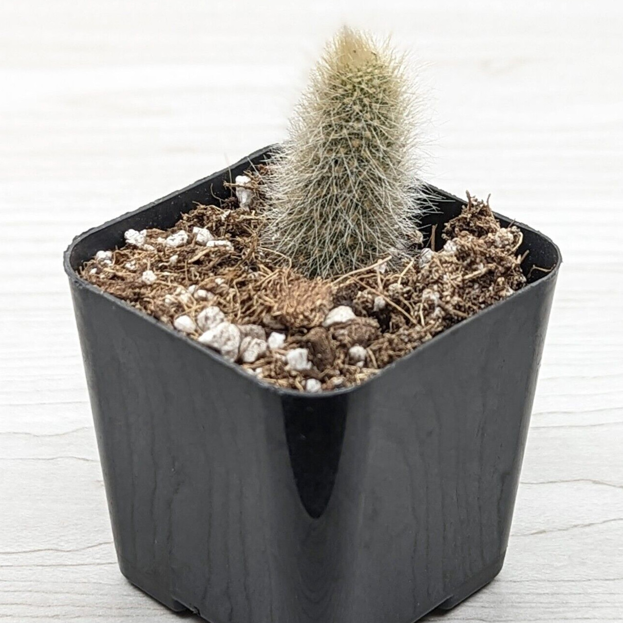 Cactus Plant – Monkey Tail – 1 inch + Long – Live Plants In 3″ Pot (SM)