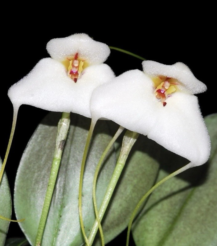 Masdevallia andreettaeana Internediate Growing Miniature Orchid Species