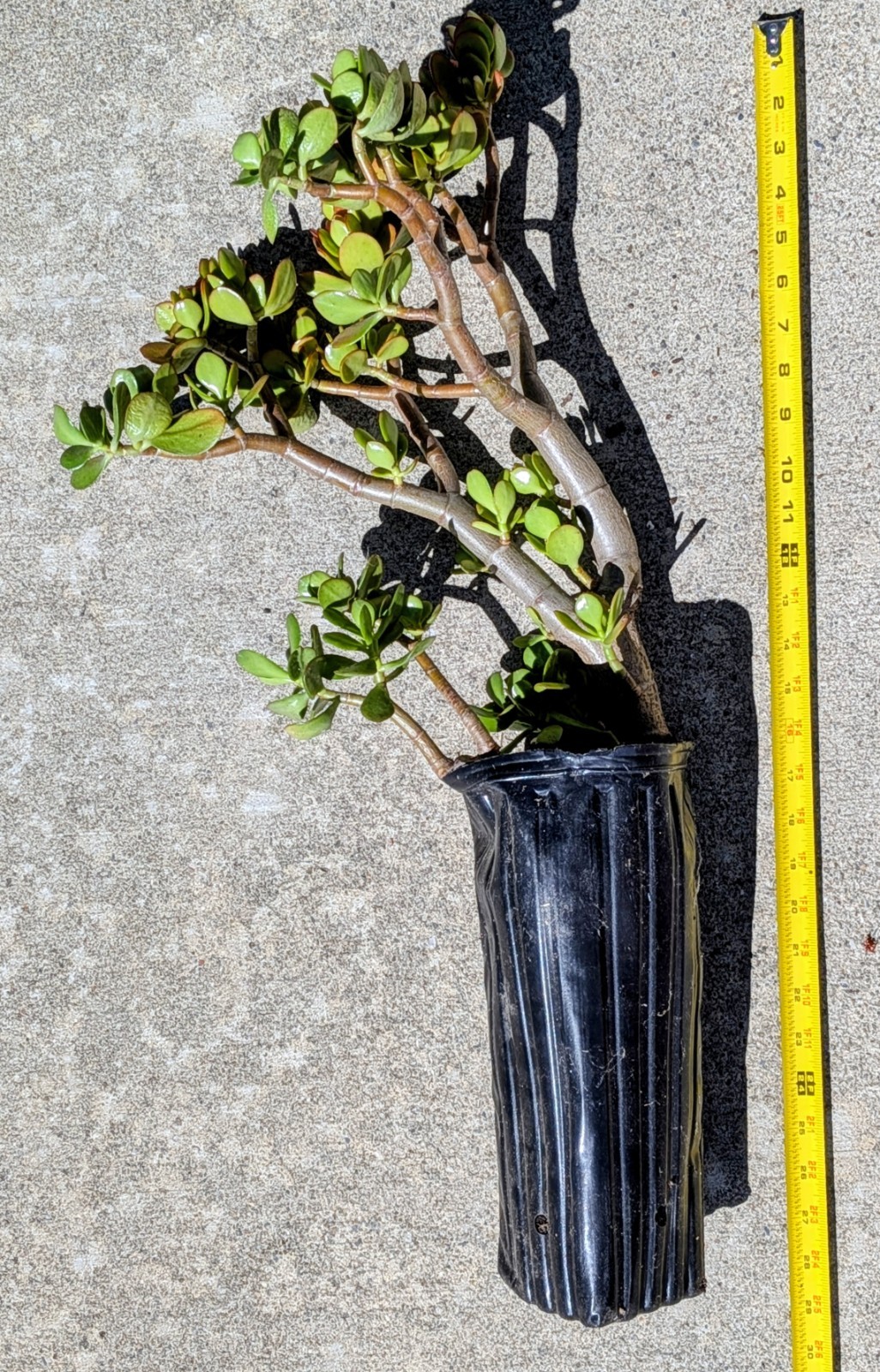 U Pick Any One Crassula Ovata 28″H~30″H Jade Plant Tree Stumps In 12″H Tree Pots