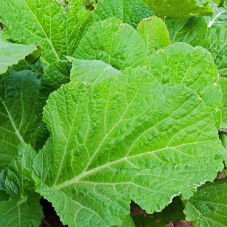 Florida Broadleaf Mustard Green Seeds | Green Lettuce Kale Spinach Seed 2024