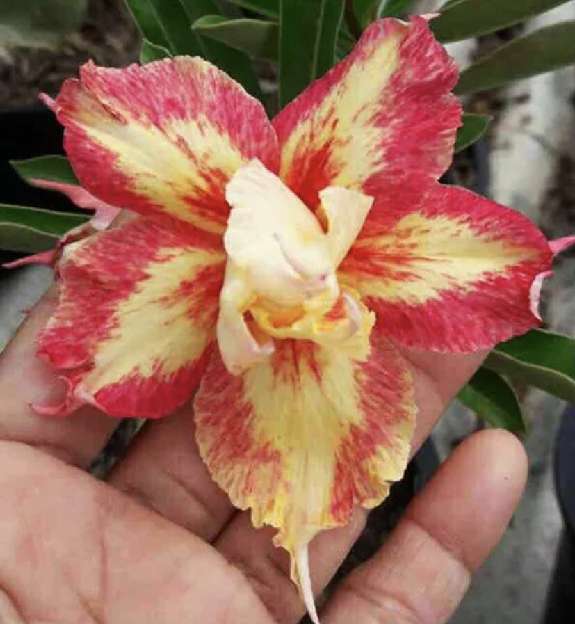 15x Desert Rose Red Yellow Seeds- Rare. NO SHIPPING TO PUERTO RICO.