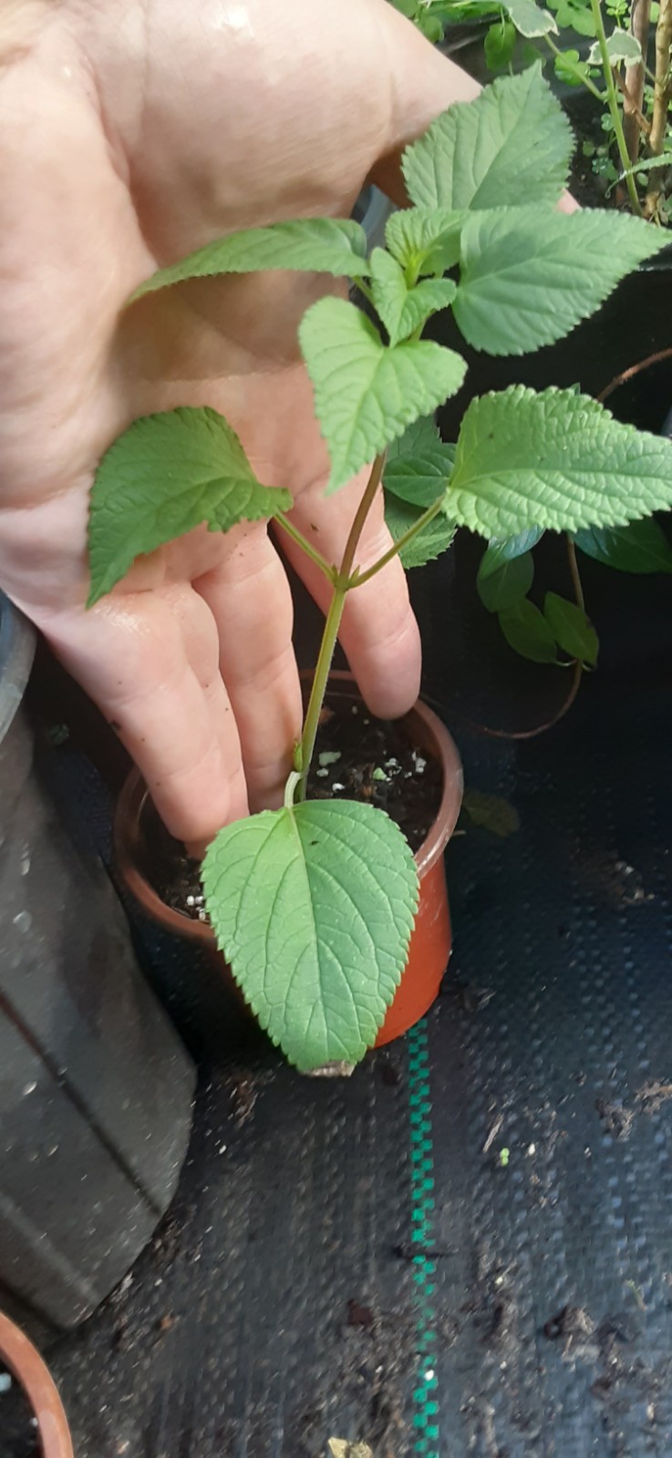Amistad Salvia Live Starter- READ LISTING