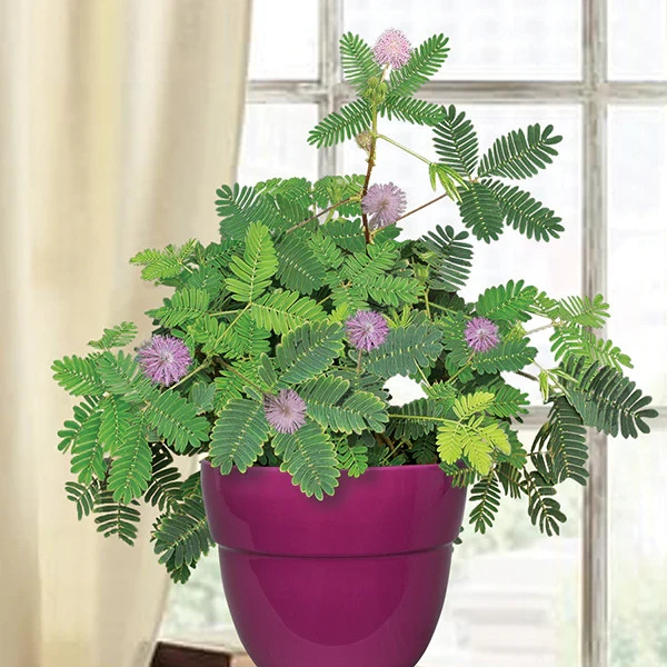 100 Seeds Mimosa Pudica ‘The Sensitive Plant’ Kids Love Them Free Ship &Tracking