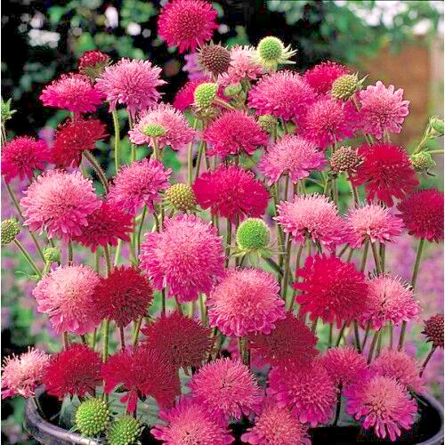 KNAUTIA, MIXED COLORS 100 SEEDS, RED, PINK, LAVENDER, PERENNIAL *EZ TO GROW*
