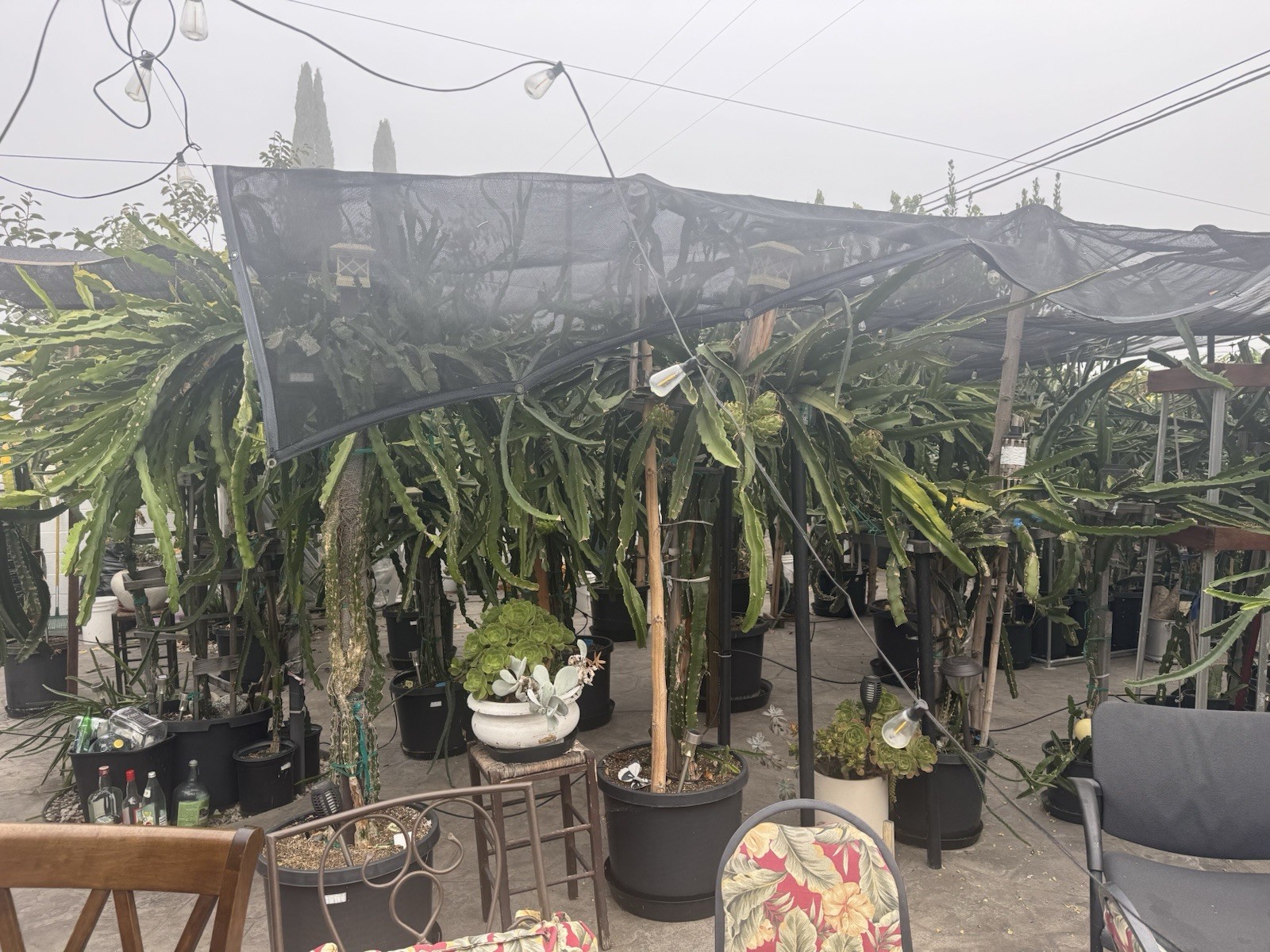 Sweet, White Dragon Fruit Cutting self pollination 8 to 12 inches ￼