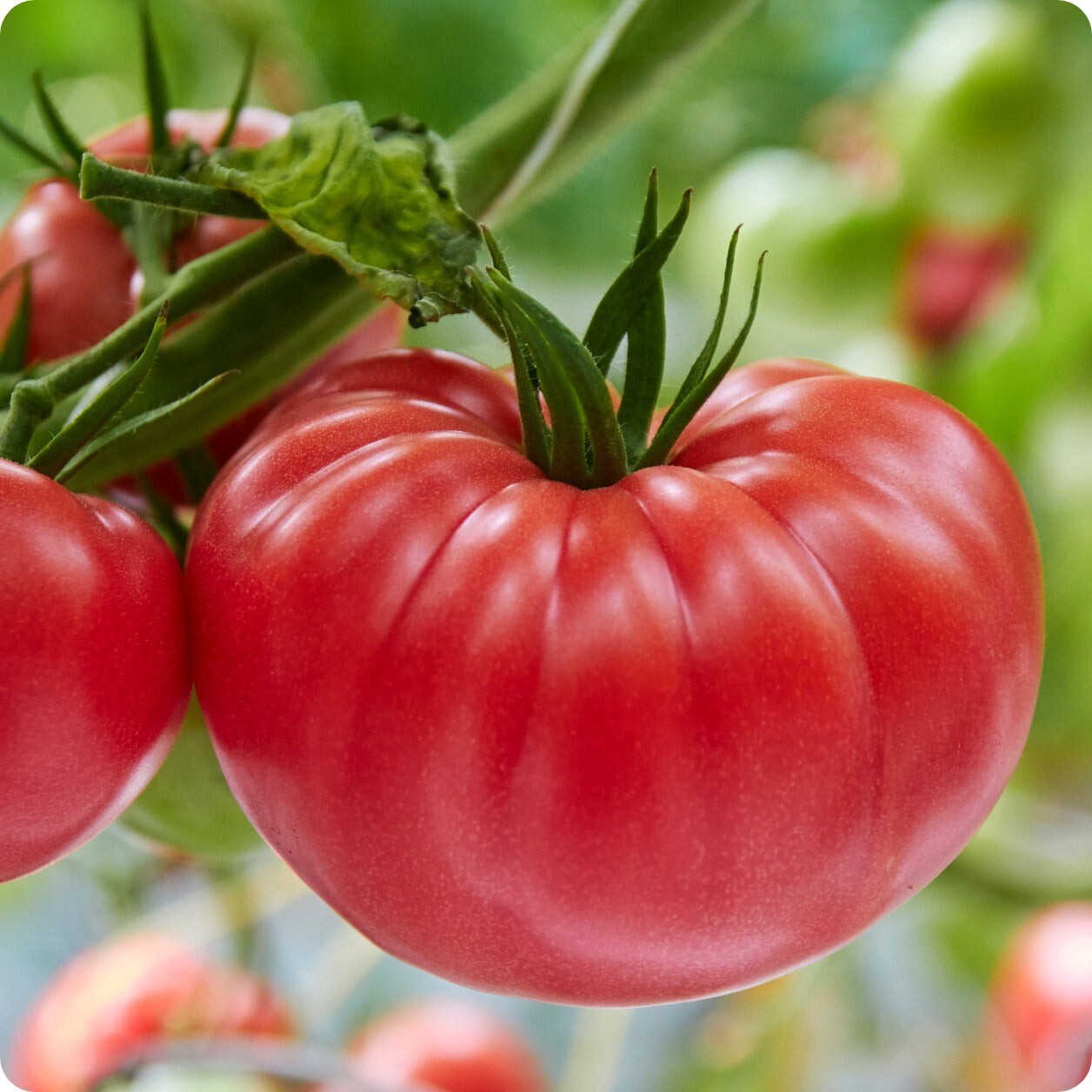 100 Brandywine Red Tomato Seeds- With Bonus! |Organic Non-GMO Heirloom