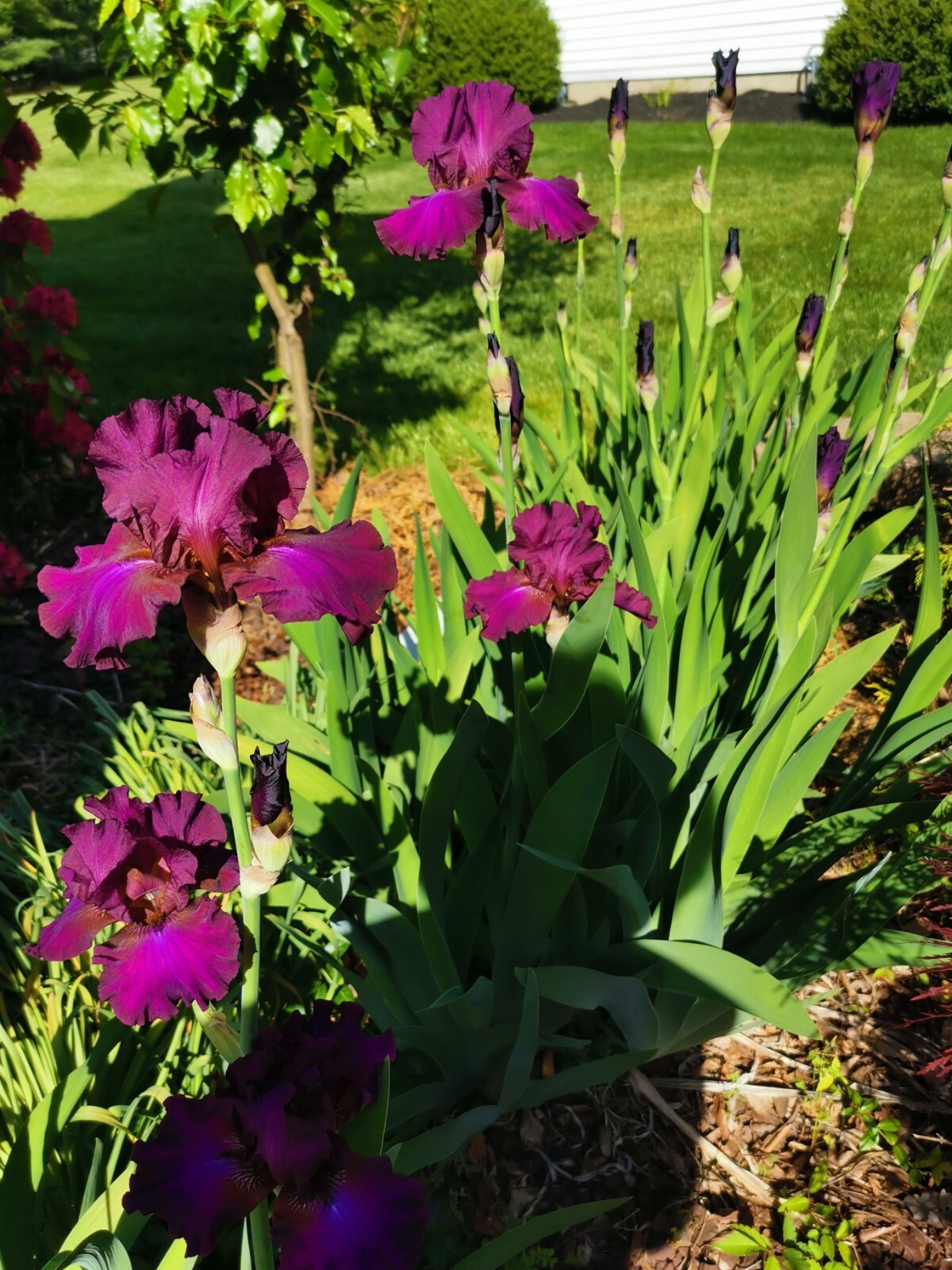 4 IRIS BULBS w/roots READY TO PLANT, Rare Vivid Purple Color