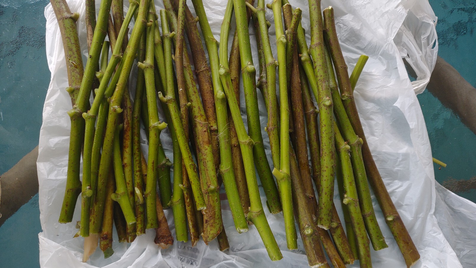 6 Cuttings branches Hardy Chicago Organic Fig Tree