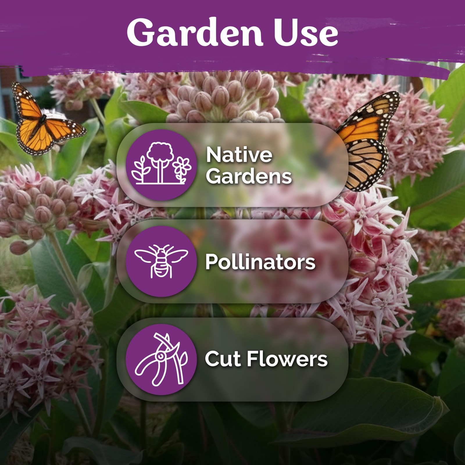 KVITER 150 Showy Milkweed Seeds (Asclepias Speciosa)