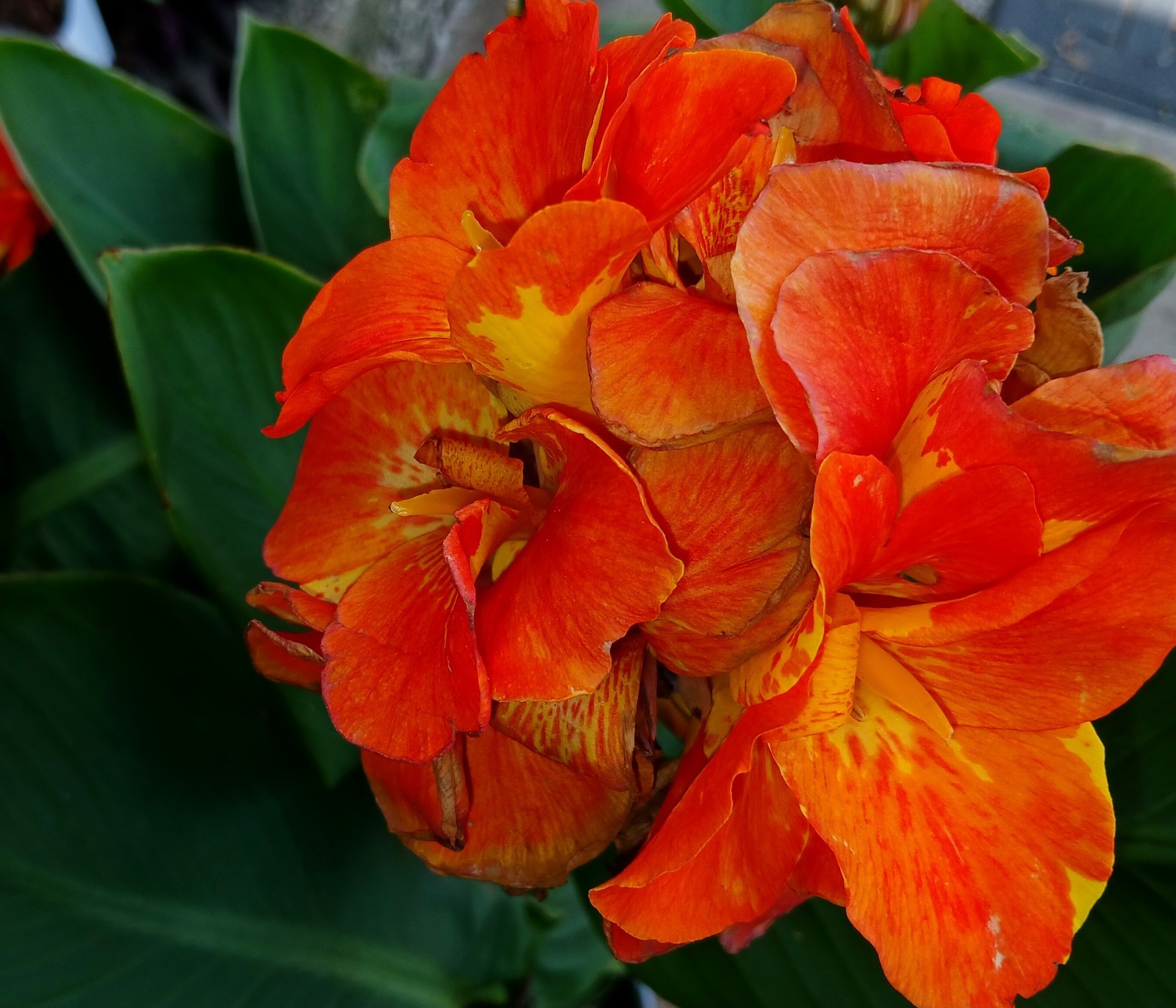 Orange Beauty Canna Lily Rhizome One Large Healthy Rhizome Vibrant Orange Blooms
