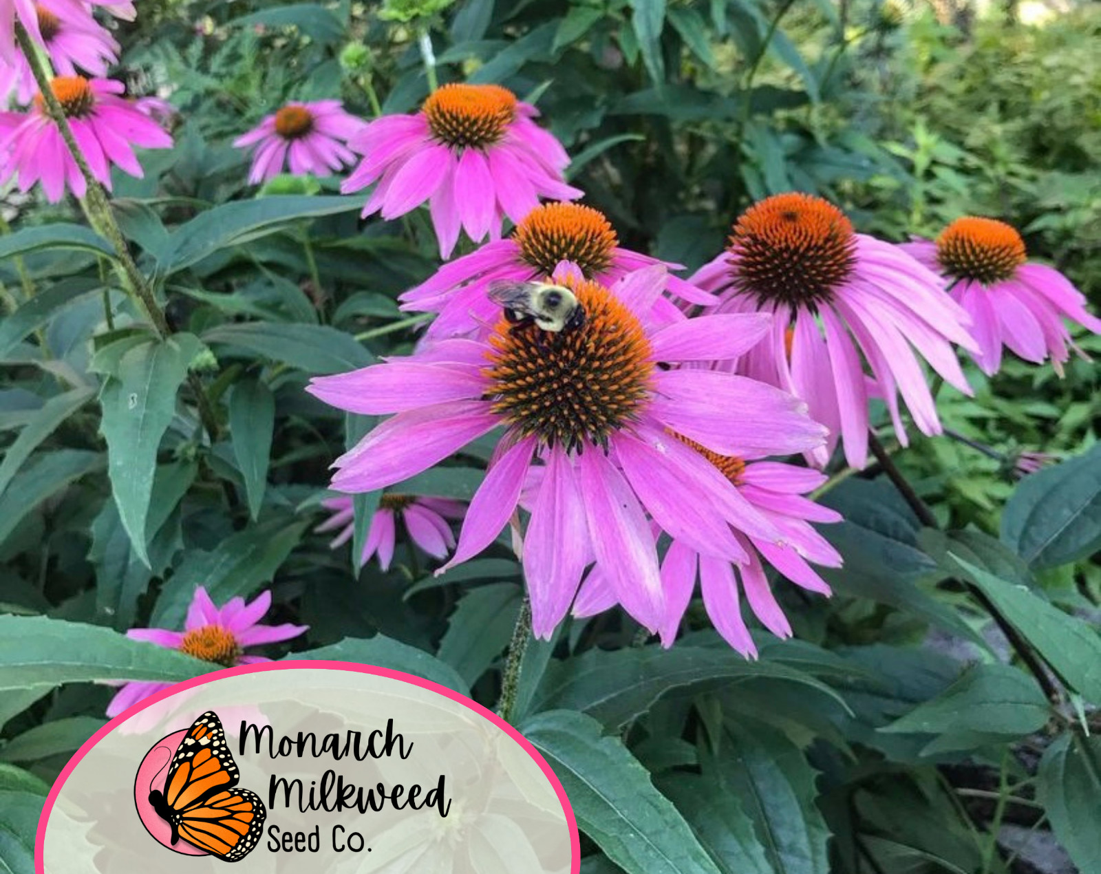 775+ Purple Echinacea Coneflower Seeds | Native Wildflower Butterfly Flower USA