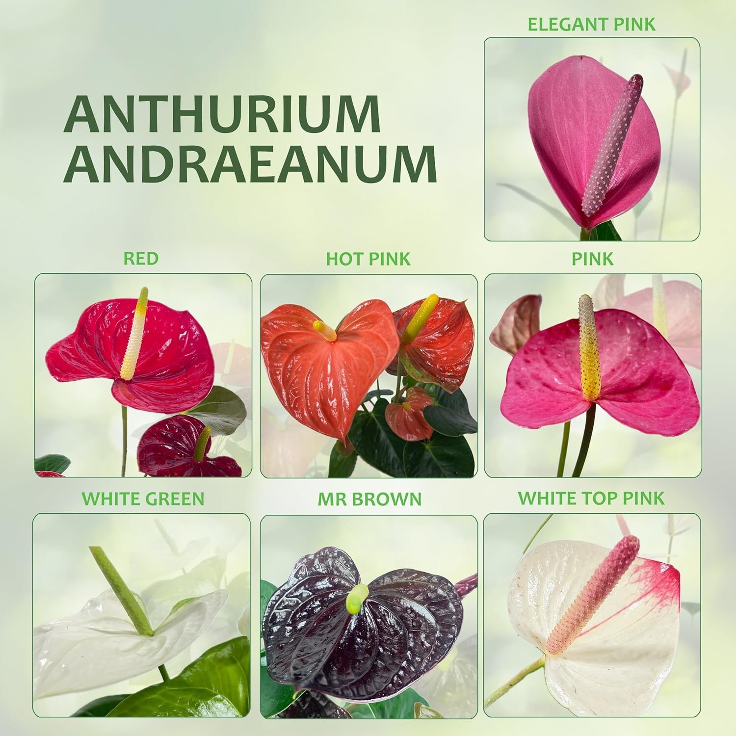 Anthurium Andraeanum Mr Brown Live Plant (Pack of 2)