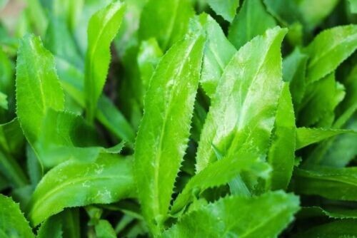 1000+ CULANTRO SEEDS,MEXICAN CORIANDER, CILANTRO ANCHO,RECAO