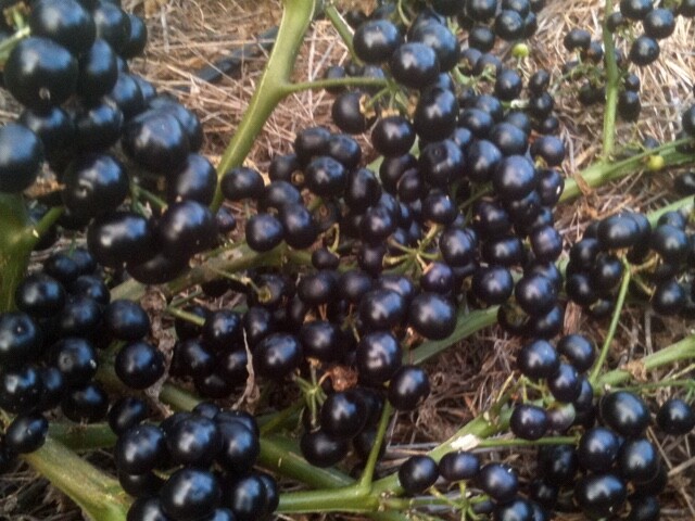 Garden Huckleberry Seeds {RARE & EXOTIC} Fun Fruit for Pies Jam Wine YUMMY! USA