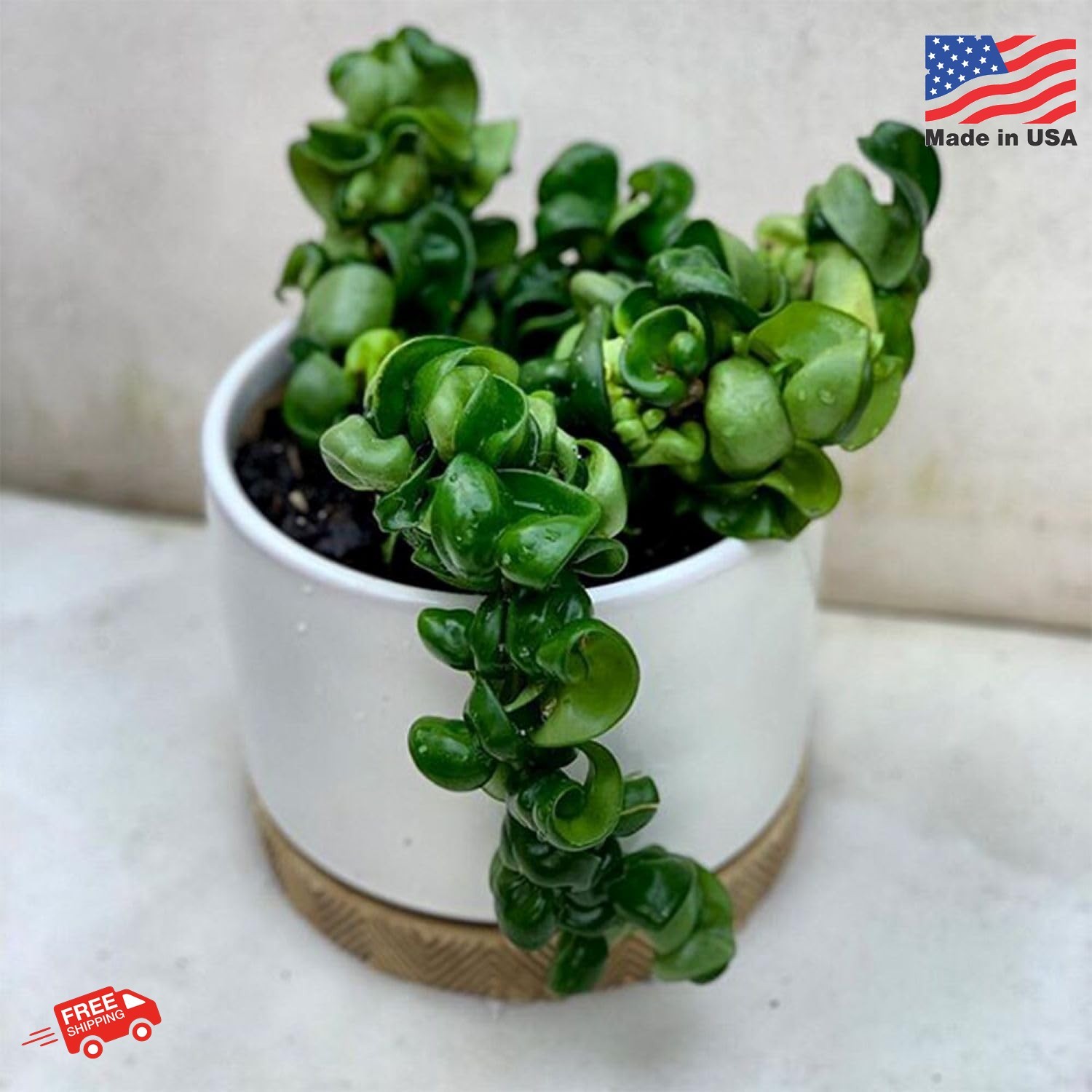 American Plant Exchange Hoya Compacta Hindu Rope, 6-Inch Pot, Live Flowering Wax