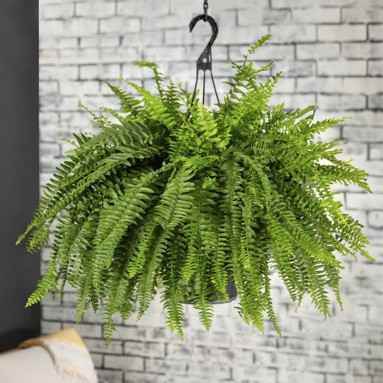 Live Boston Fern Hanging Plant 20-24 Inch Indoor Outdoor Shade Plant Basket