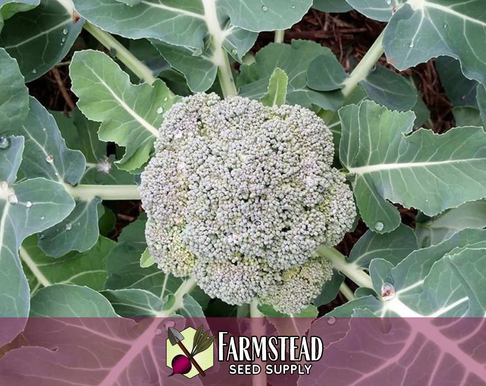 2,500+ Broccoli Seeds [Waltham 29] Vegetable Gardening Seed, Heirloom, Non-GMO