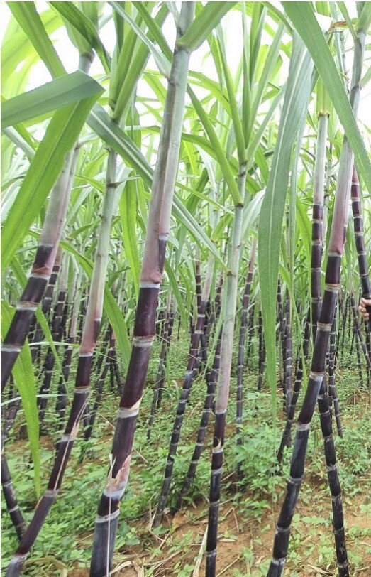 Rooted Sugarcane Cutting 5pcs ￼ Live Plant Ready To Grow (cây mía )
