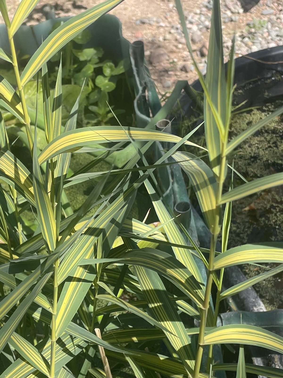 4 Dwarf Bamboo Pond Plant Marginal Bog