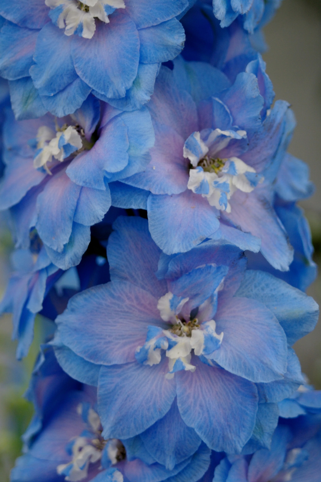 350 Blue with Pink ROCKET LARKSPUR DELPHINIUM Consolida Ajacis Seeds