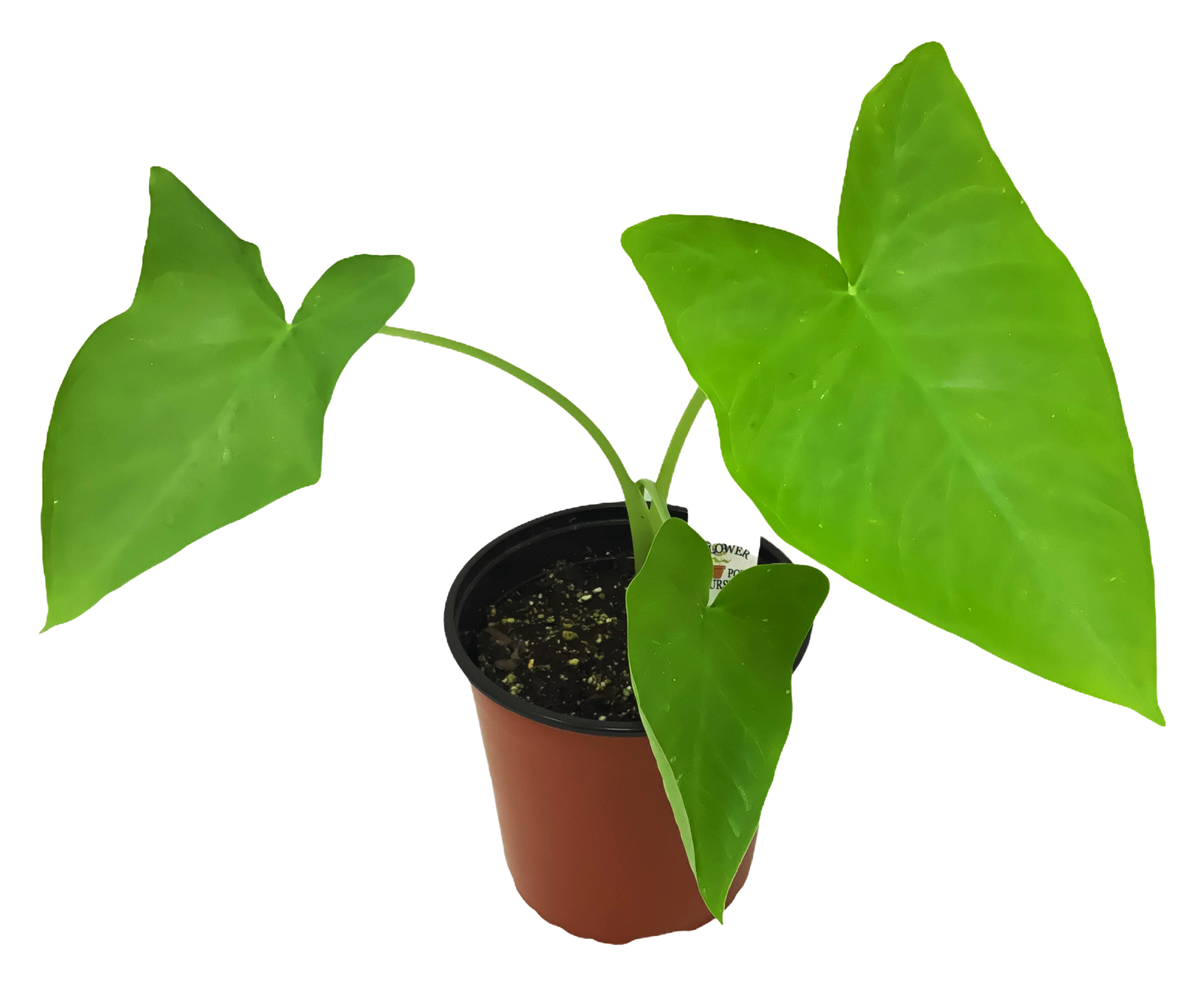 FlowerPotNursery Elephant Ear Xanthosoma / Colocasia spp. 1 Gallon Pot