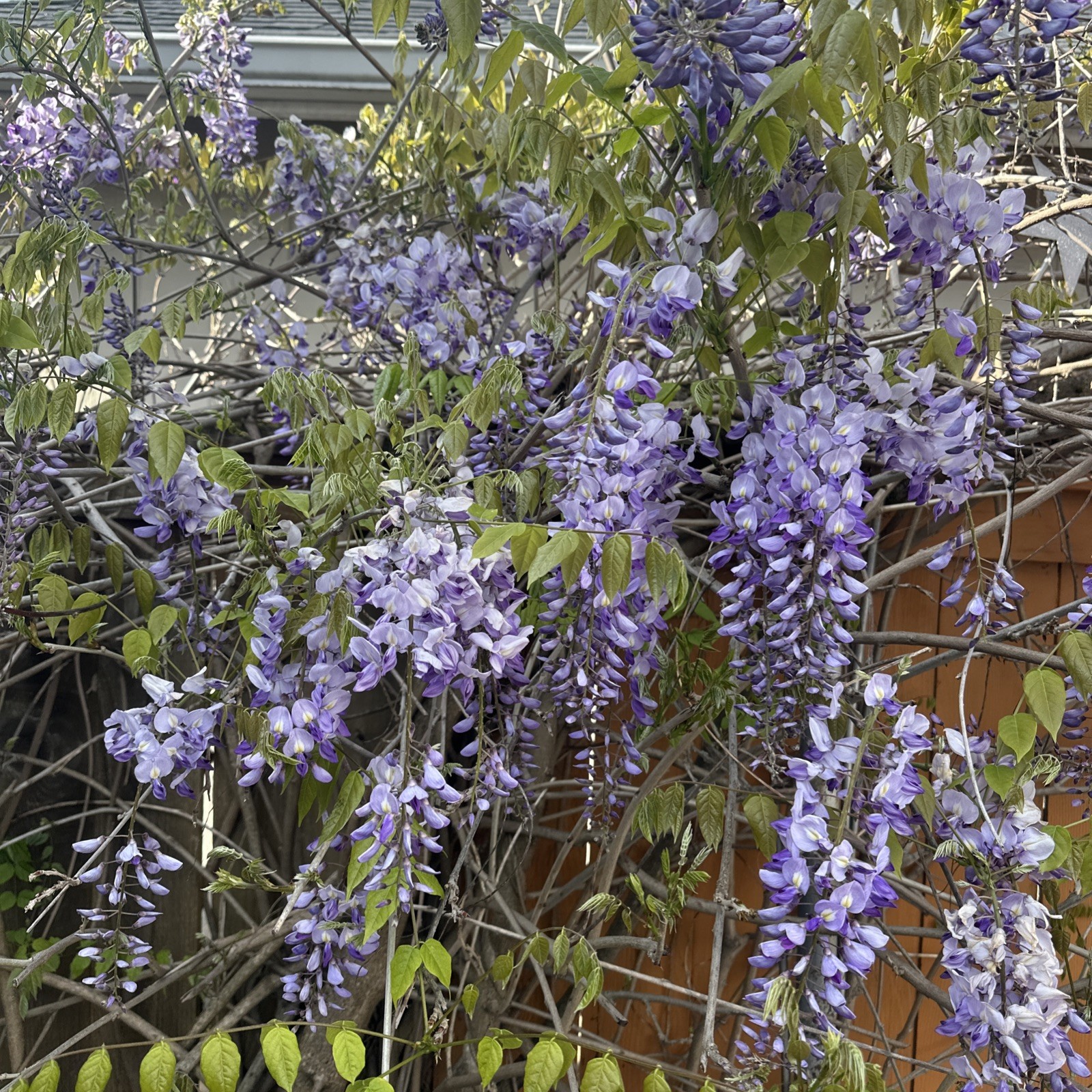 Purple Wisteria Seeds 20 Count Japanese Flowering Vine Plant Wall Fence Cover