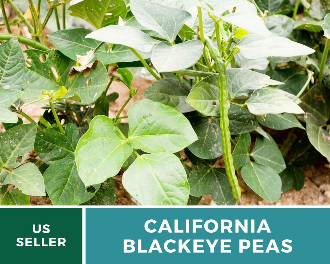 Peas, California Blackeye – Cowpeas – 100 Seeds – Heirloom – NonGMO