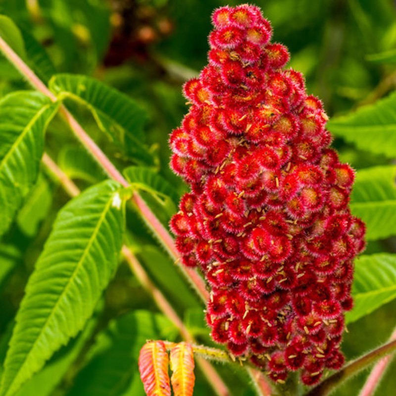 1 Fuzzy Staghorn Sumac 12-24″ Bare Root Rhus typhina Tree