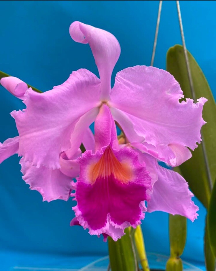 Cattleya trianae ‘Mick Jagger’ AM/AOS X ‘Myrtha Isabel’ Orchid Species 2” Pot
