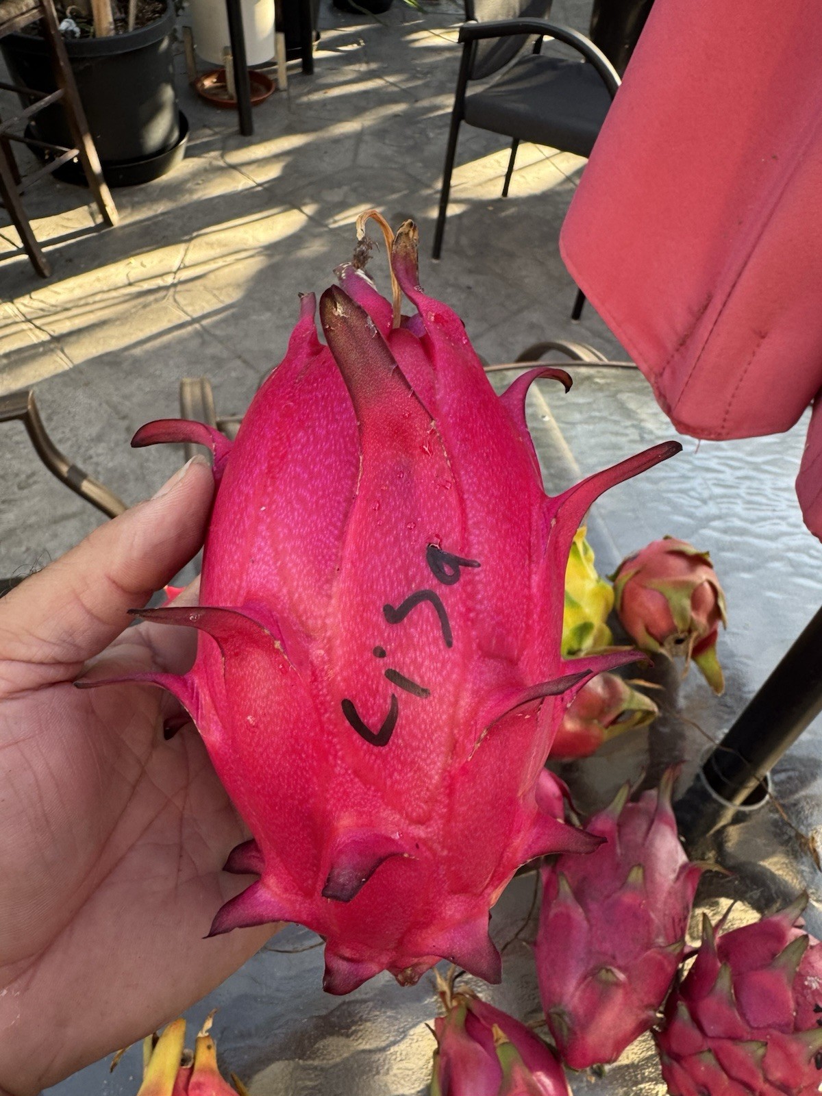 Sweet, White Dragon Fruit Cutting self pollination 8 to 12 inches ￼