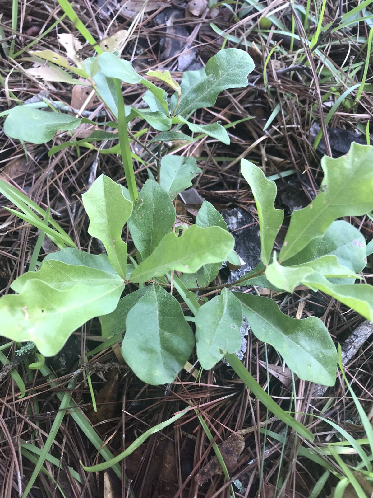 5 Oak Trees Live Plants Seedlings Sapling Acorn Shade 6-12 Inches