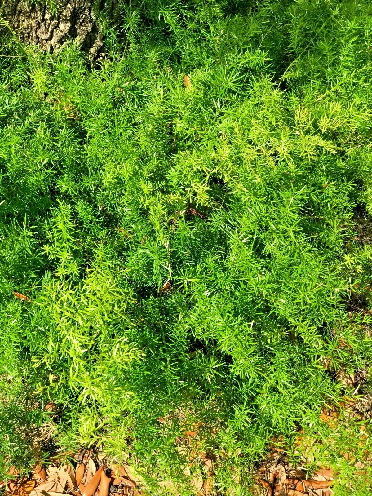 30 of fresh Asparagus Fern Plant House Plant robust bulbs