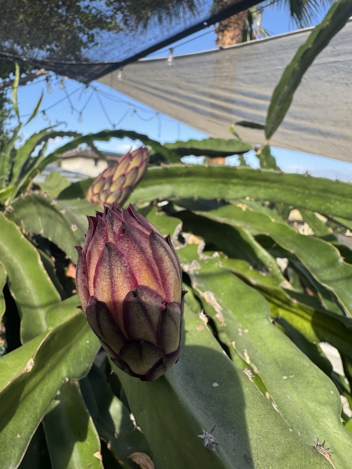 Sweet, White Dragon Fruit Cutting self pollination 8 to 12 inches ￼