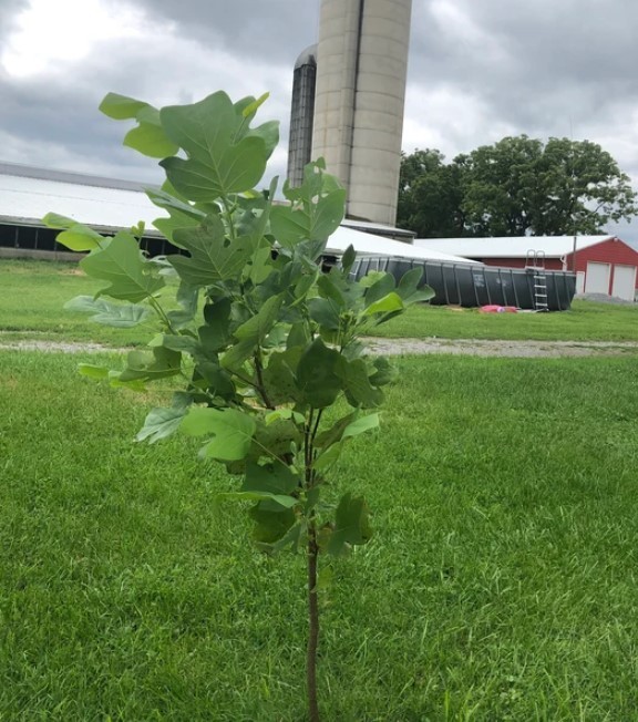 River Birch Live Tree – 12-18″ Tall – 1 Quart Pot – Deciduous Tree – Zones 4-9