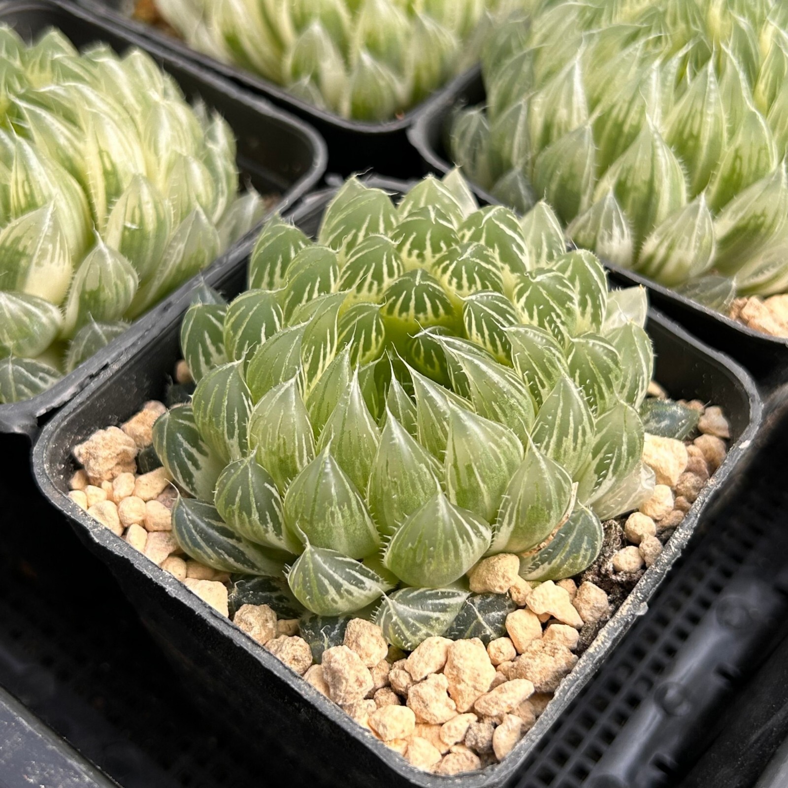 2.5” Haworthia Cooperi Butterfly Variegated, Live Succulent Plants,Rare Plants