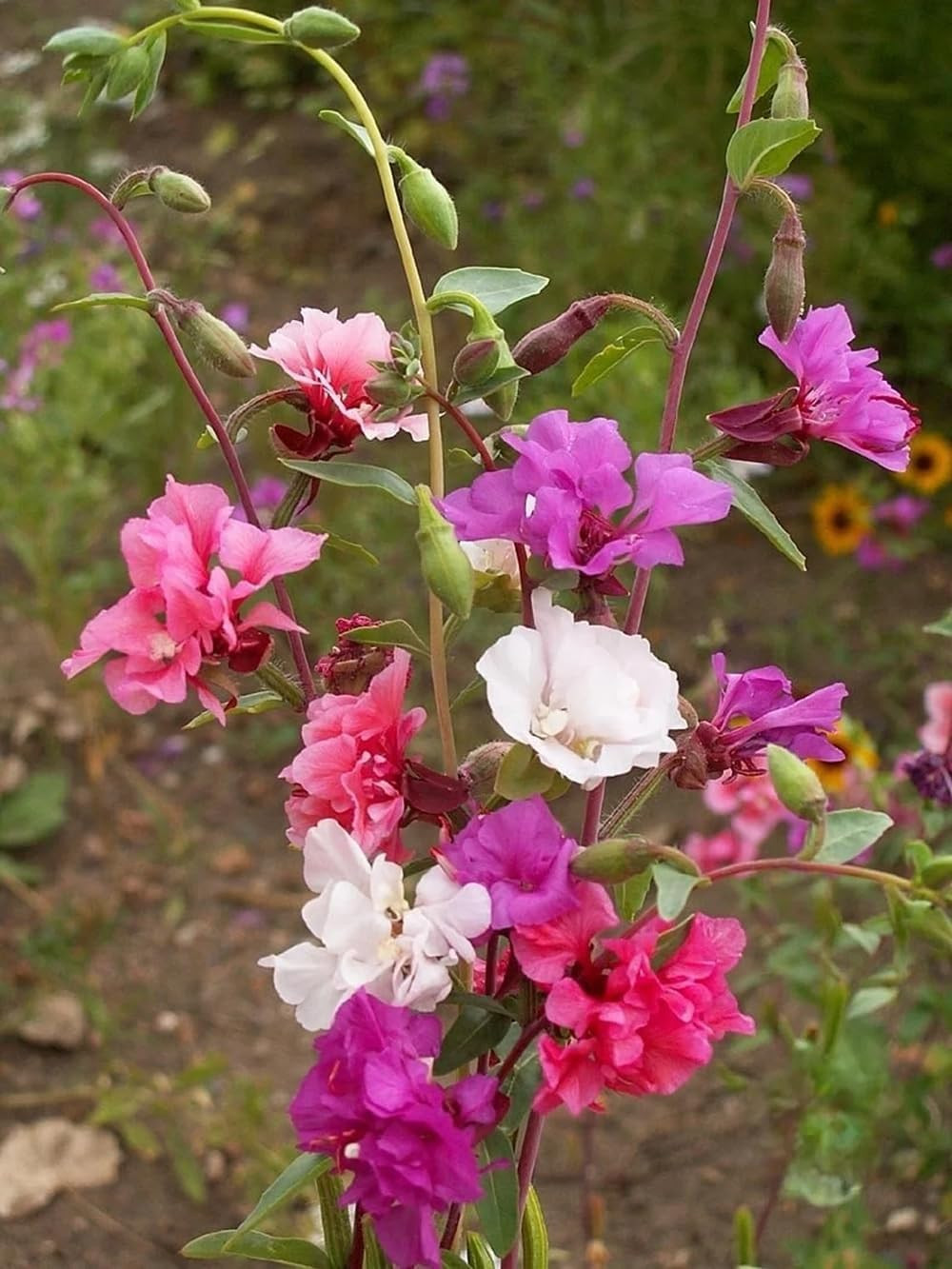 100+ Clarkia Flower Seeds Clarkia Farewell Mixed Colors Flowers Garden Planting
