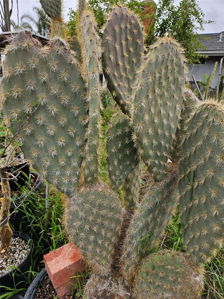 Galapagos Opuntia Megasperma Var Orientalis – Woolly Clone, Extra Large Cutting