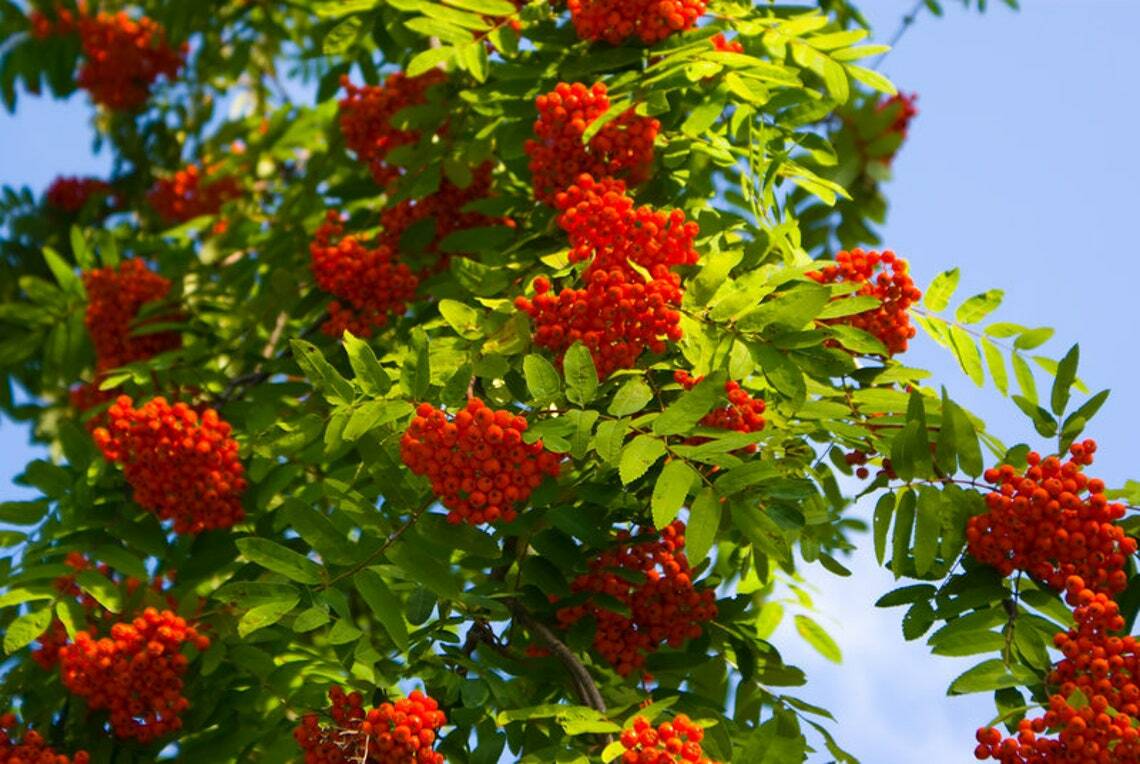 European Mountain Ash Tree – 24-36″ Tall Live Bareroot Plant – Sorbus aucuparia