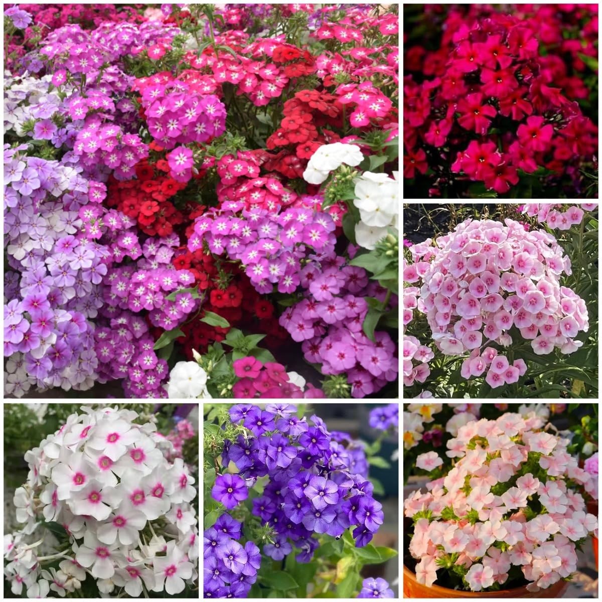 1000+ Phlox Seeds for Planting – Perennial Creeping Ground Cover Plants – Orn…