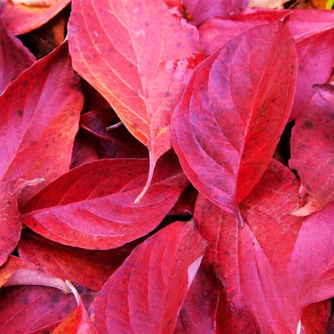 Fresh Premium Amaranth Red Leaf Seeds | Hu Hsien | Heirloom Non-GMO | Herb Seeds