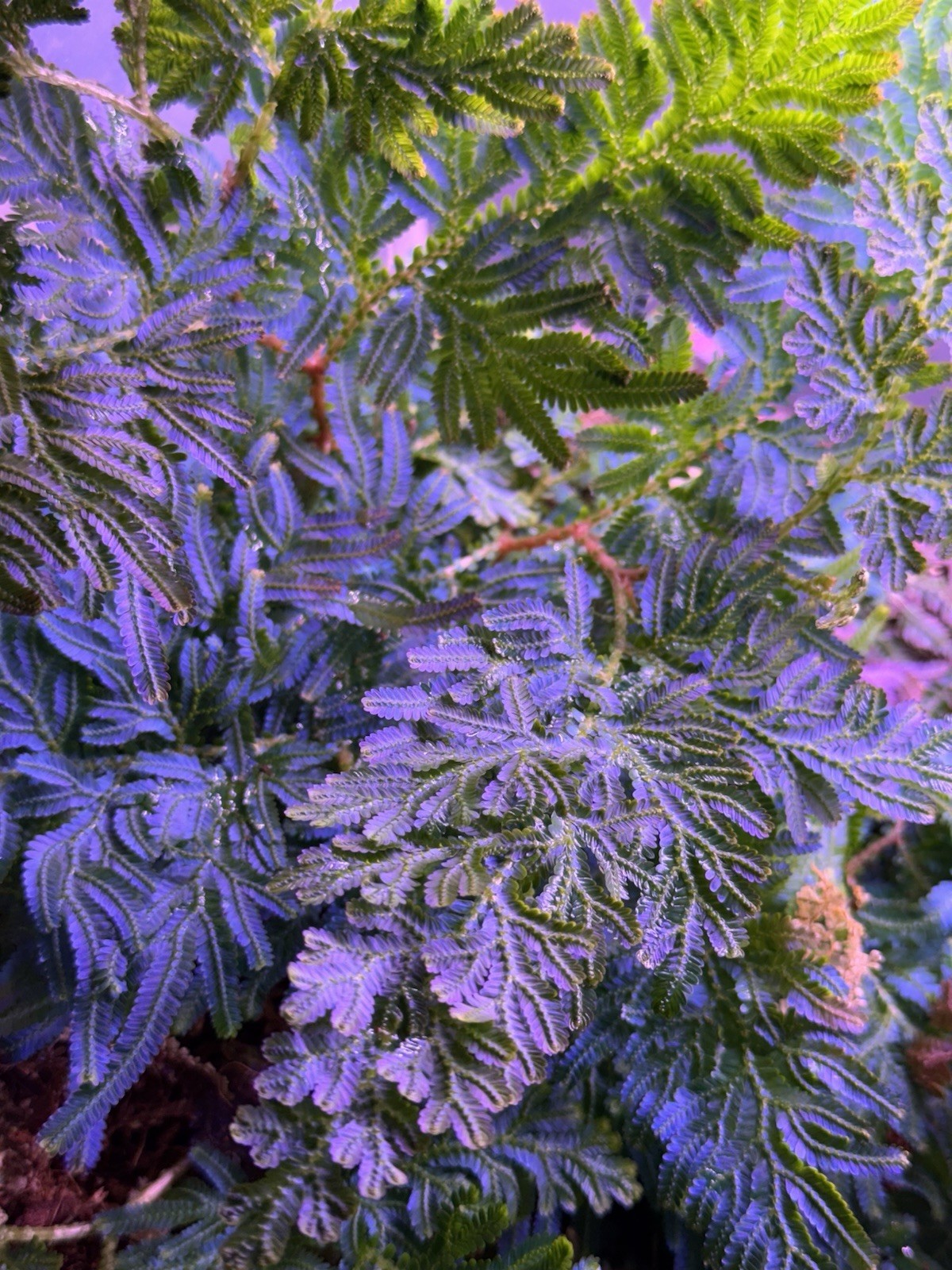Selaginella Wildenowii Peacock Moss Spikemoss Fern Rare Terrarium Plant Cutting