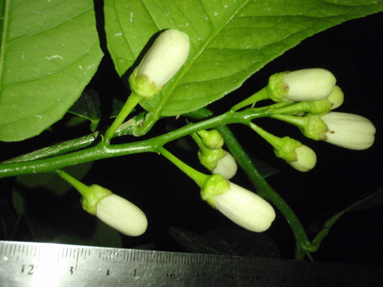California only!! Ponderosa Lemon Semi Dwarf Tree, 18-36 inches tall, grafted