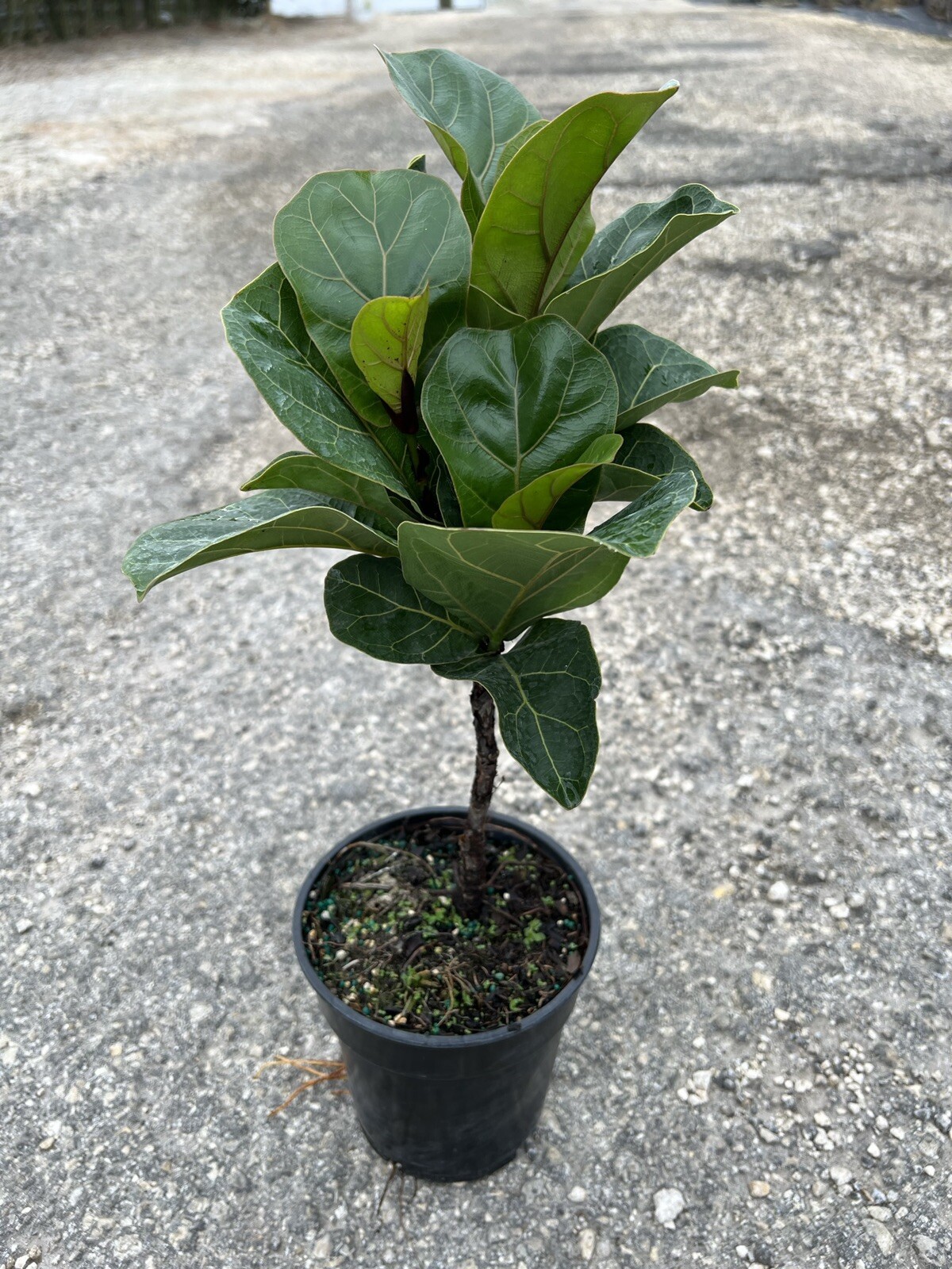 Rare Ficus Lyrata BAMBINO Standard In A 6”Grower Pot. 18”Tall. Live Plant.