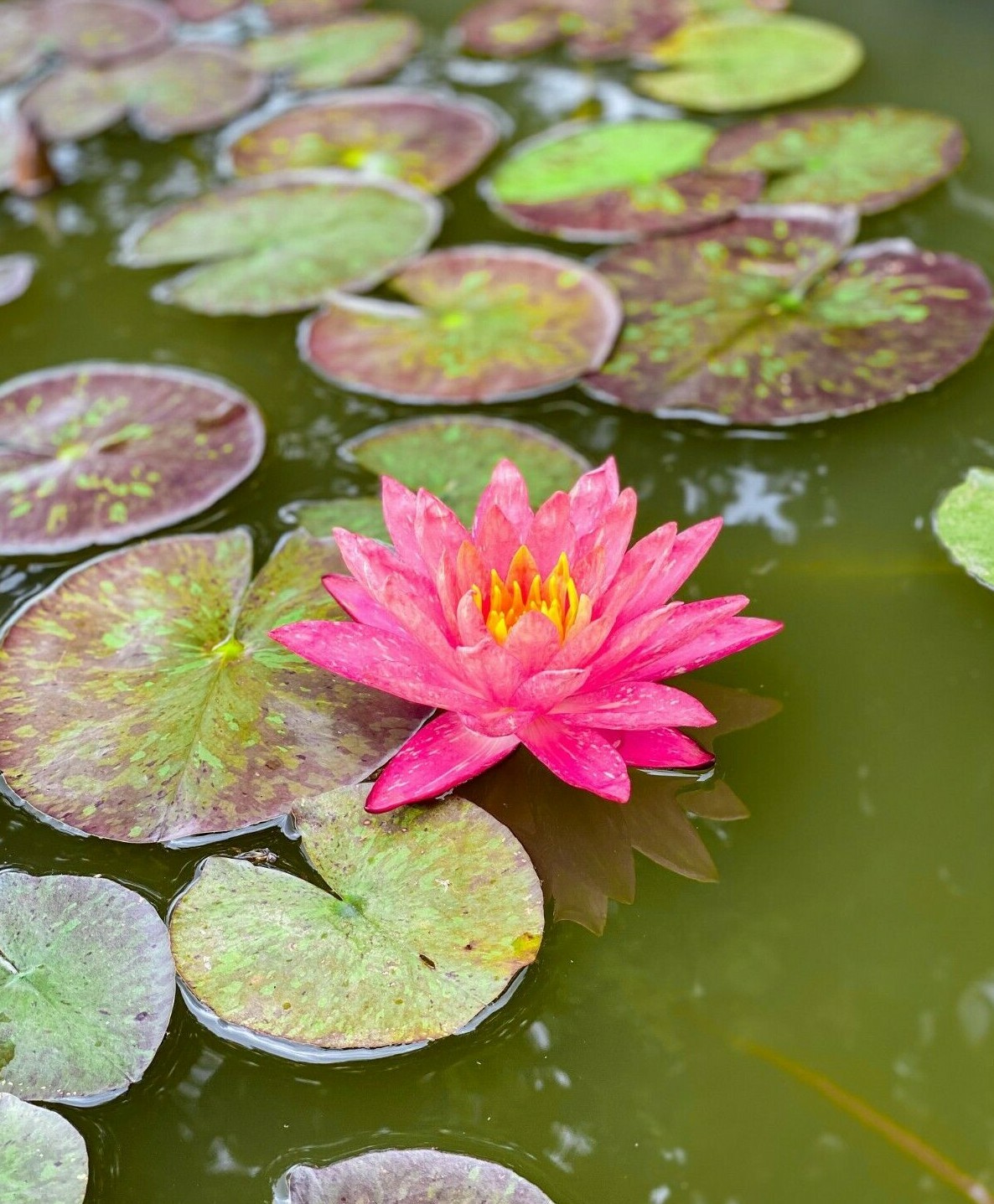 Nymphaea “Wanvisa” Pink Water Lily (Winter-Hardy) | Sprouted Tuber/Rhizome