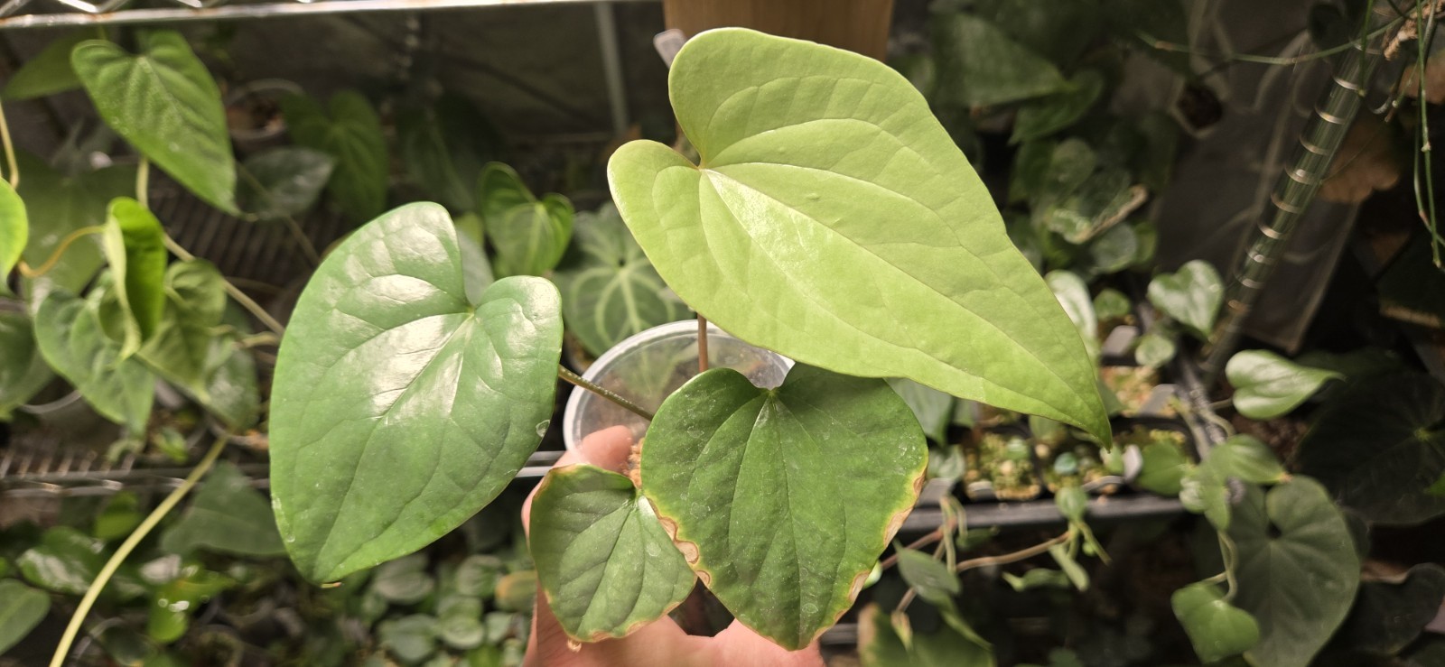 Anthurium yetlense Un-numbered Wild Clone
