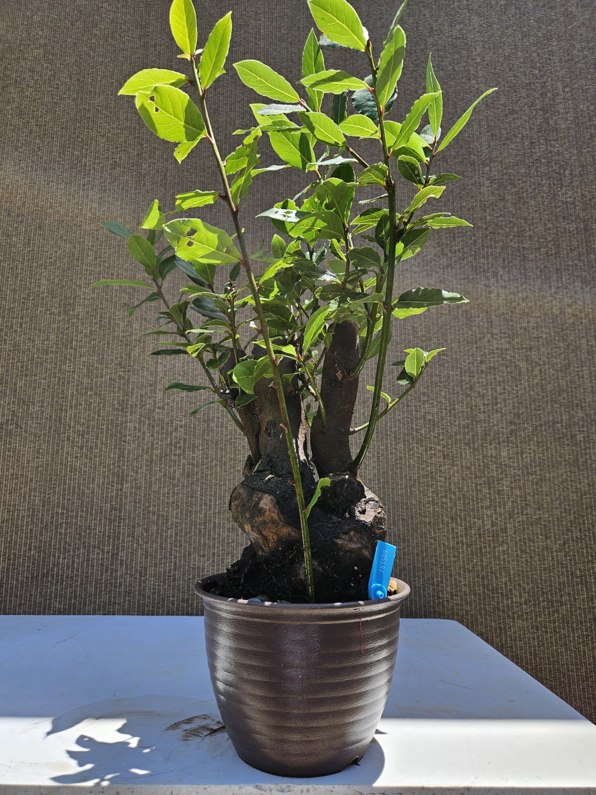 Old Sweet Bay Leaf ( Bay Laurel ) Bonsai Tree,,, SALE