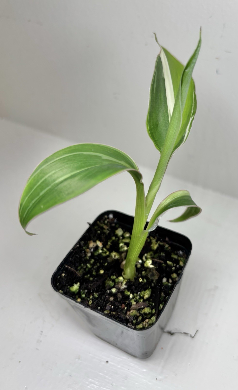 Varigated Musa Pink Nono Starter Plant – 2.5” Grow Pot