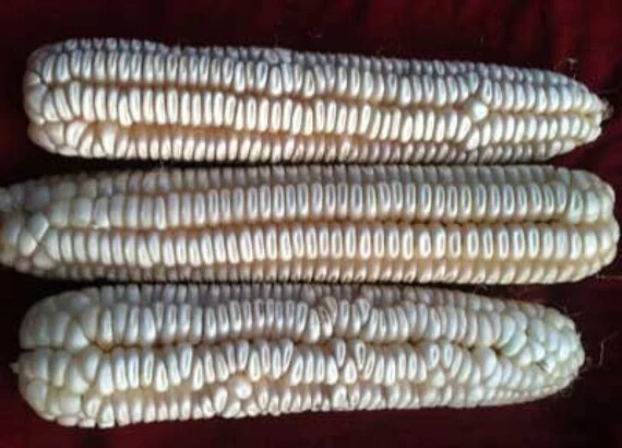 1/4 Lb. ( Approx. 275 Seed ) Hickory King White Field Corn Non GMO Heirloom
