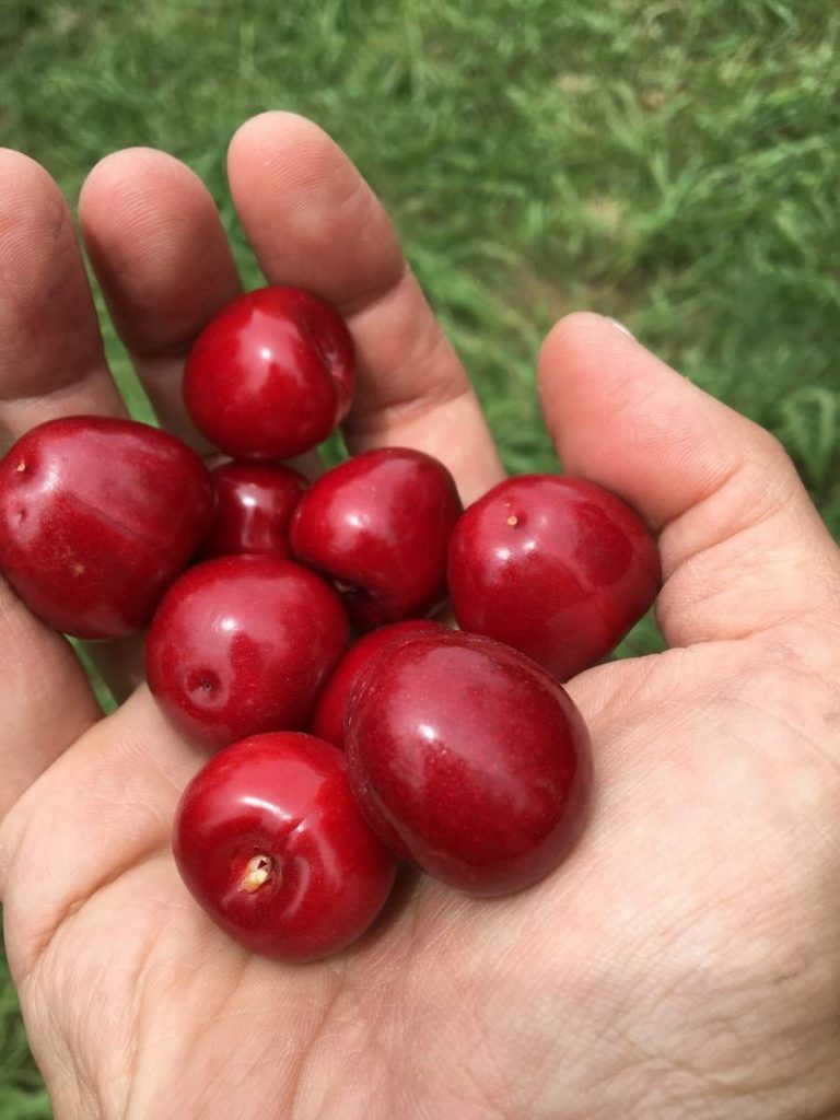 2 Trees American Wild Plum Tree Prunus Americana Plants Live Fruit Starter Trees