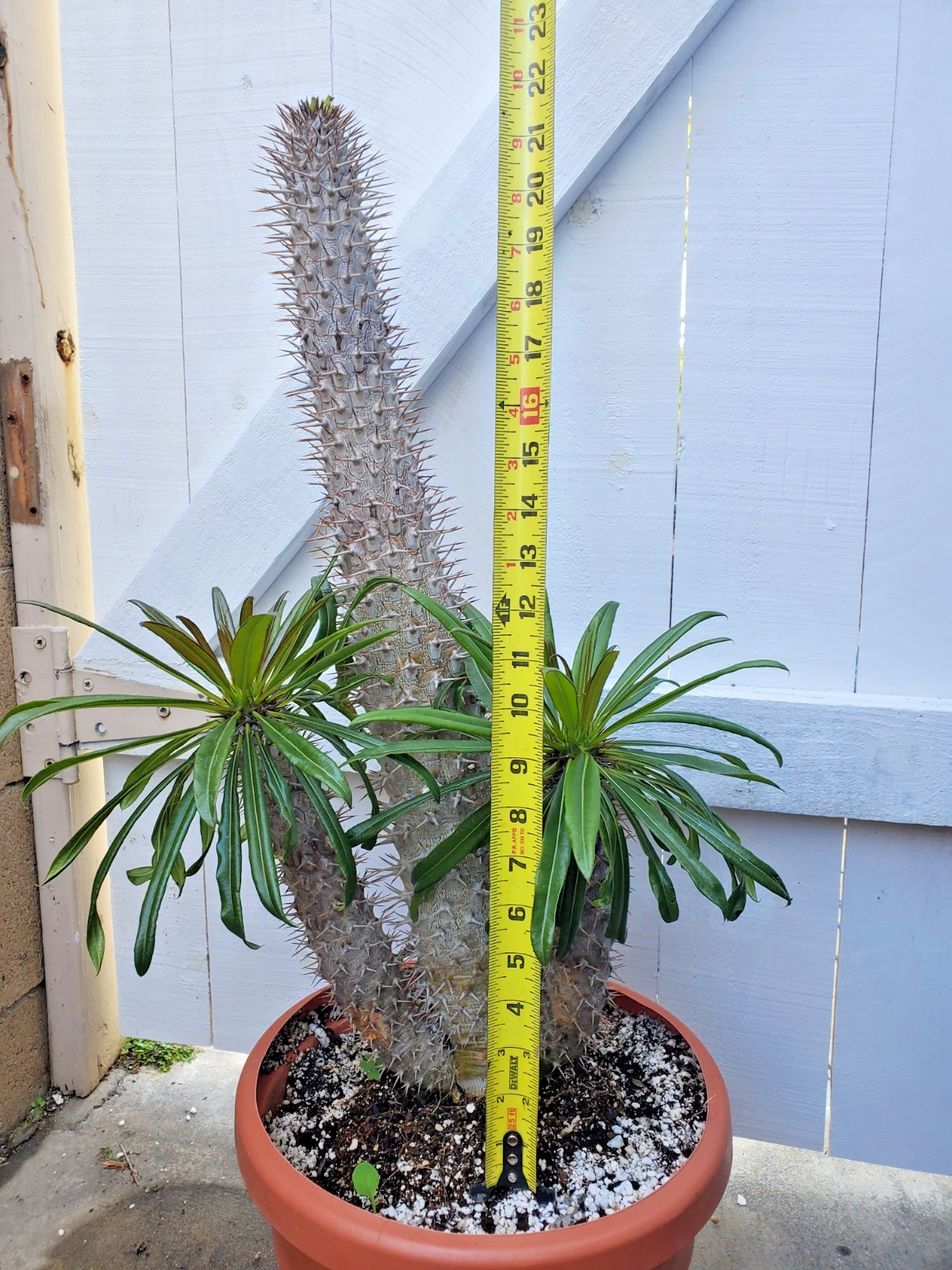 Madagascar Palm Plant Pachypodium Lamerei Cactus
